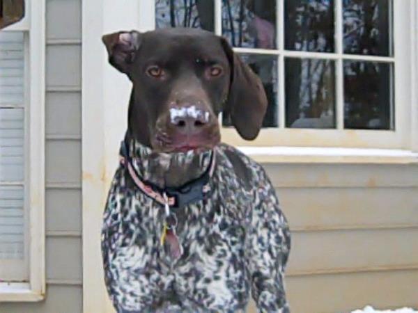 /images/uploads/southeast german shorthaired pointer rescue/segspcalendarcontest2021/entries/21767thumb.jpg